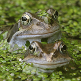 Frogs in a pond  image thumbnail