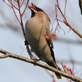 waxwing_image